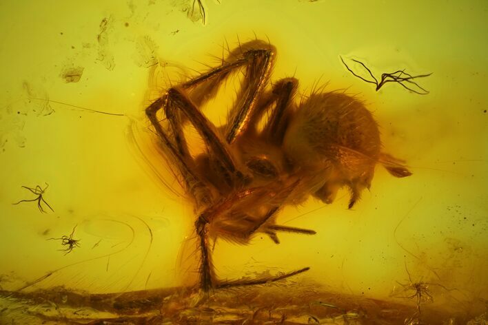 Detailed Fossil Spider (Araneae) in Baltic Amber #142204